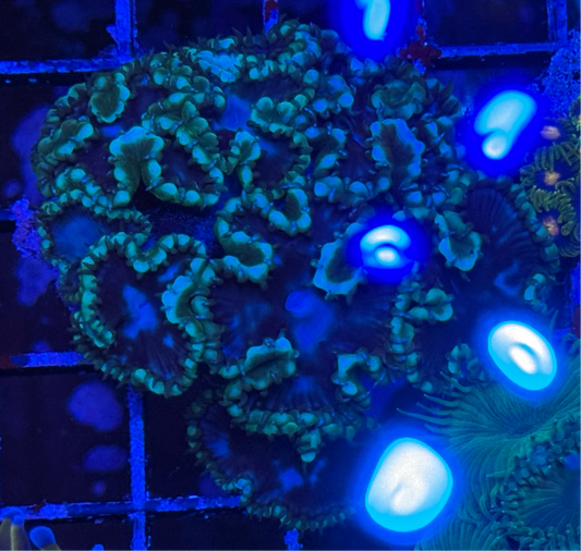 WYSIWYG - HD Grandis Paly Colony