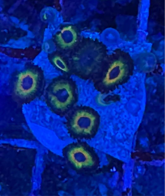 WYSIWYG - HD Bob Marley Zoas - 11+ Polyps