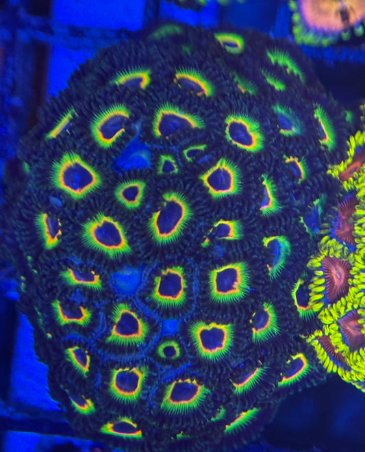 HD (ECC) Bob Marley Zoas - 45+ Polyps