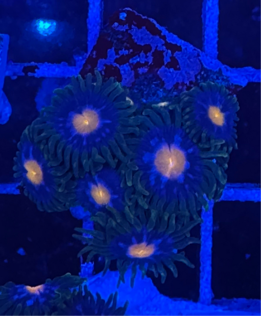 WYSIWYG - HD Jersey Blow Pops Zoas - 6+ Polyps