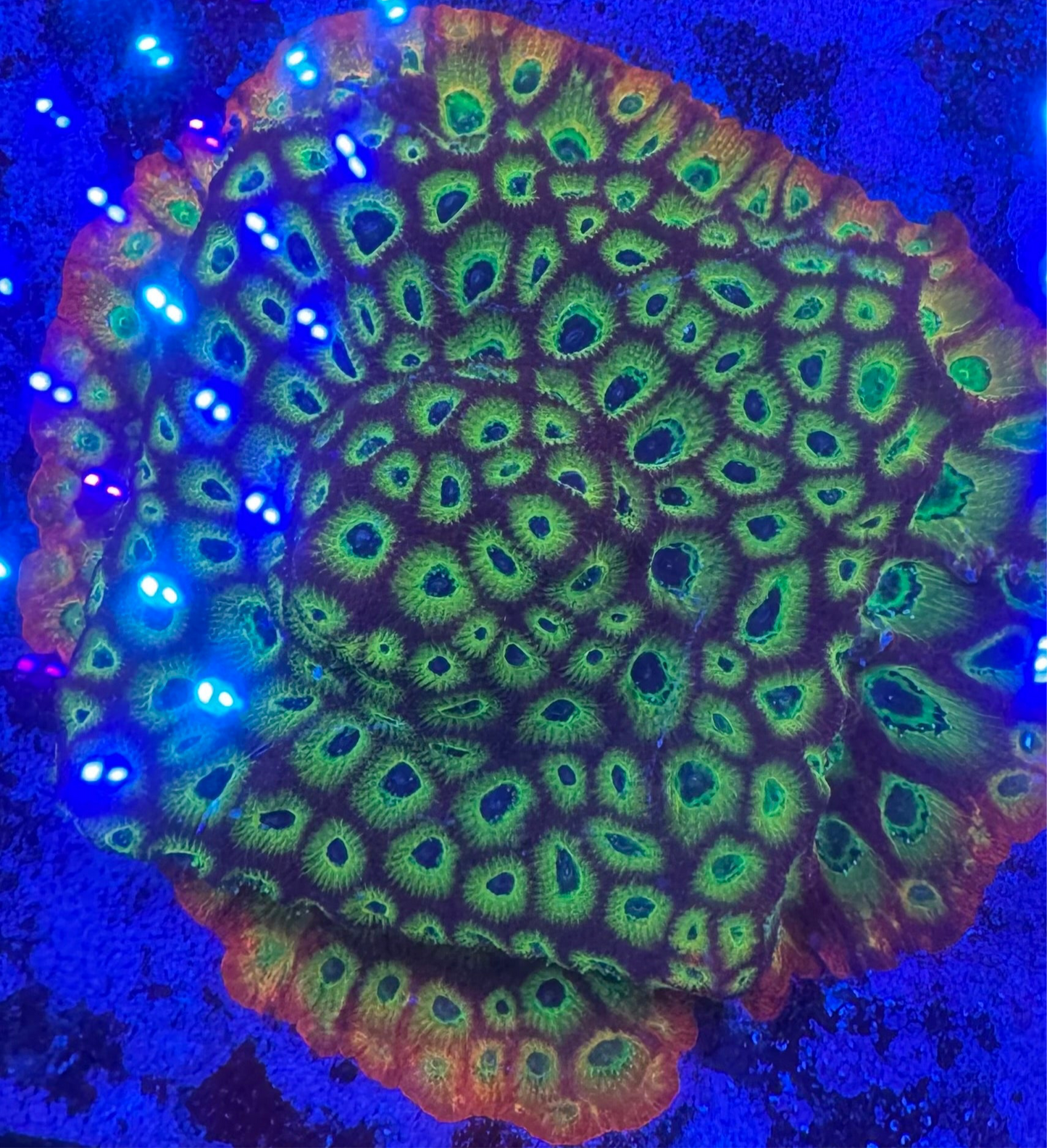 HD (ACI) Fireworks Favites - Cut To Order Frags