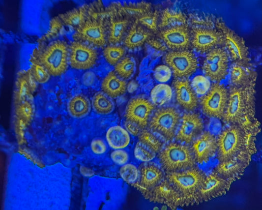HD (ECC) Pikachus Zoas - 45+ Polyps