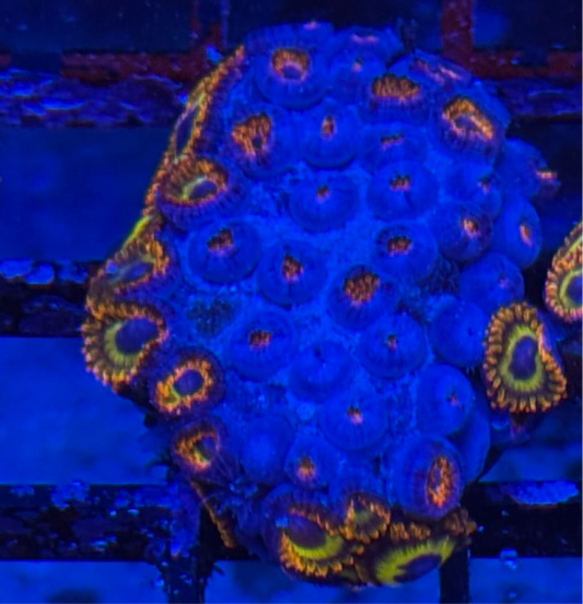 WYSIWYG - HD (ACI) Fruit Loops Zoas - 32+ Polyps