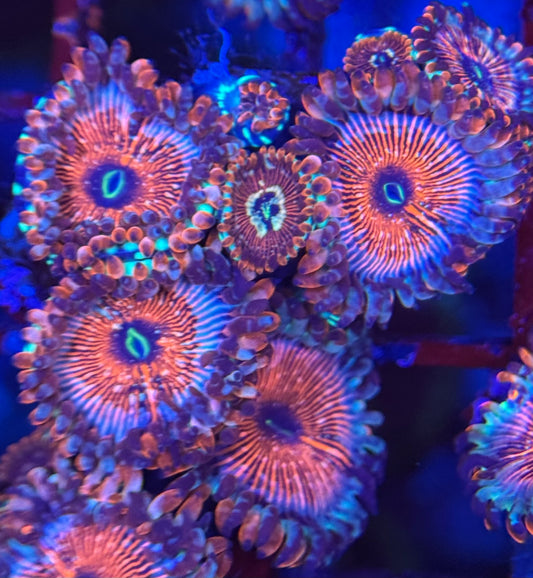 HD (ECC) OG Seduction Zoas - 8+ Polyps! - WYSIWYG