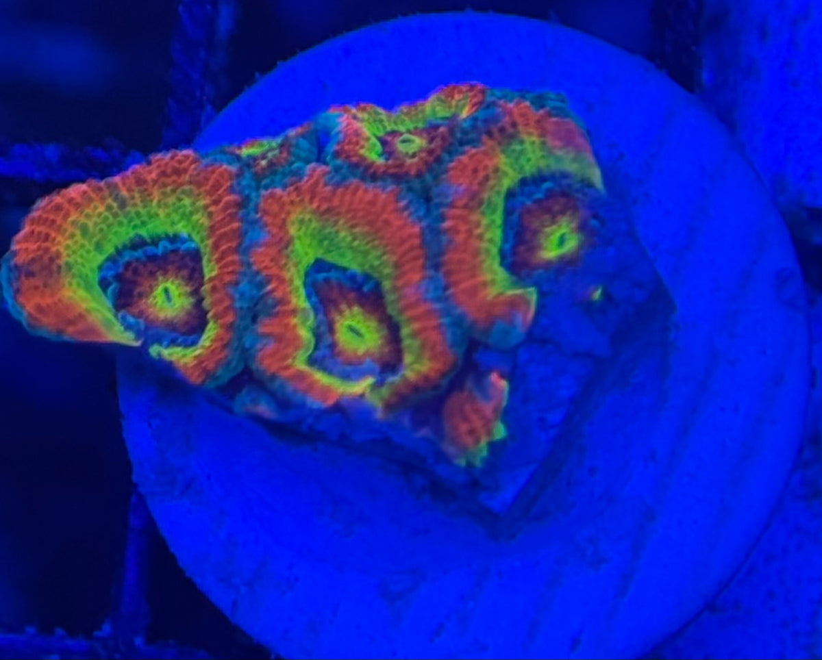 HD (CK) Holy Grail Micromussa