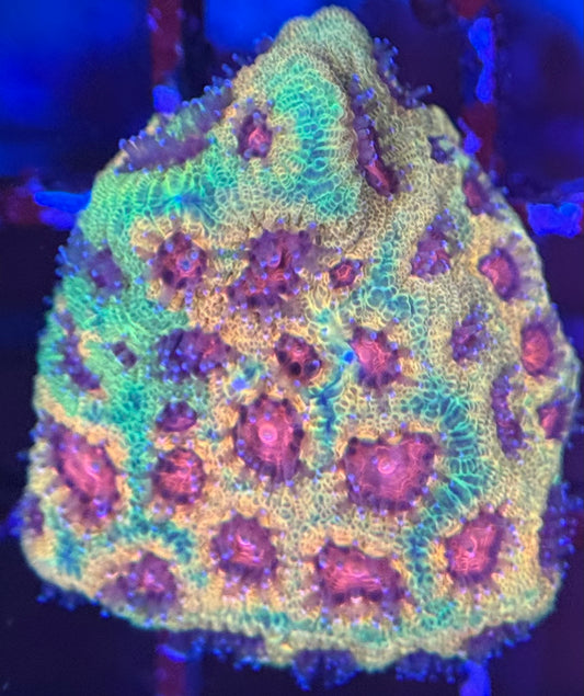 HD Fascination Favia - WYSIWYG