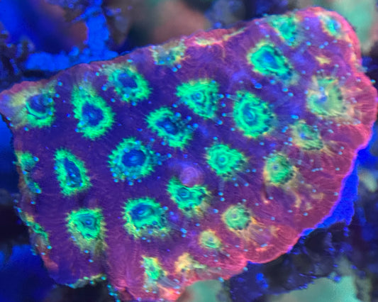 HD (ACI) Gummy Bears Favites - Xl Frag - WYSIWYG