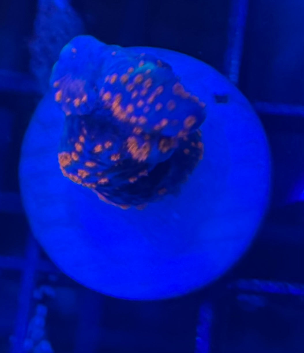 HD (ACI) Bubblegum Digi