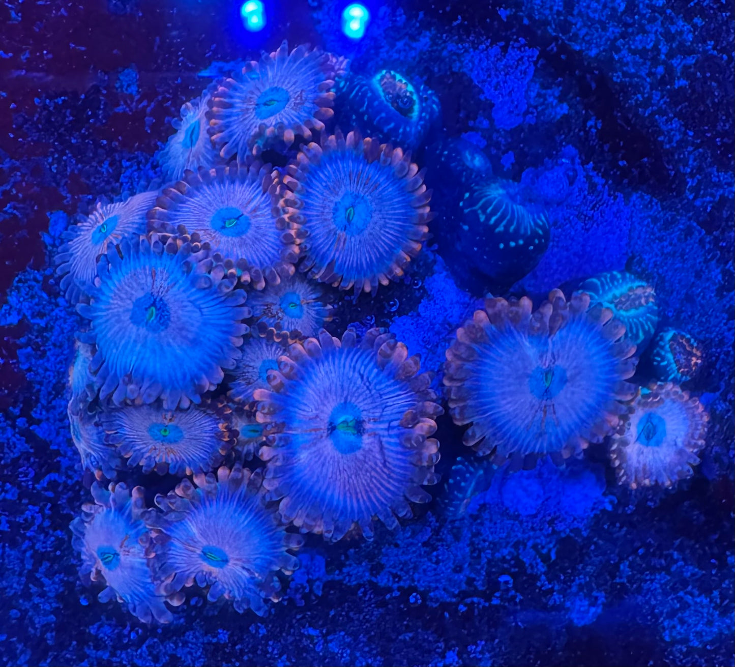 HD (ECC) White Zombie Zoas