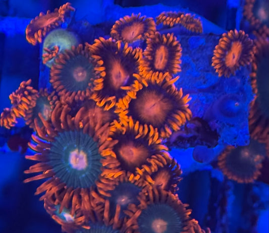 HD Gatorades + Bam Bams Zoas - 21+ Polyps! - WYSIWYG