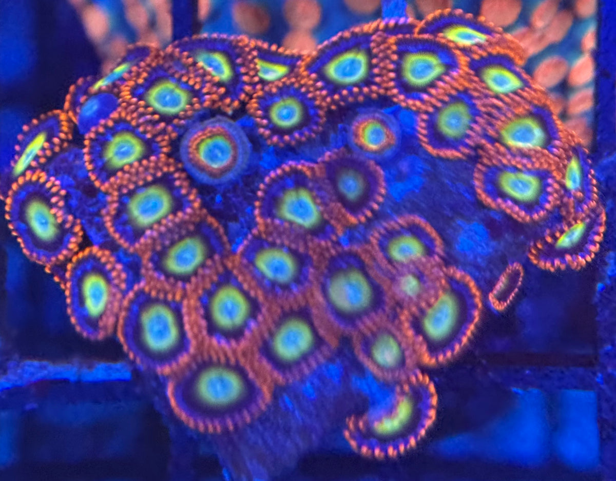HD (TSA) Circus Freaks Zoas - 38+ Polyps