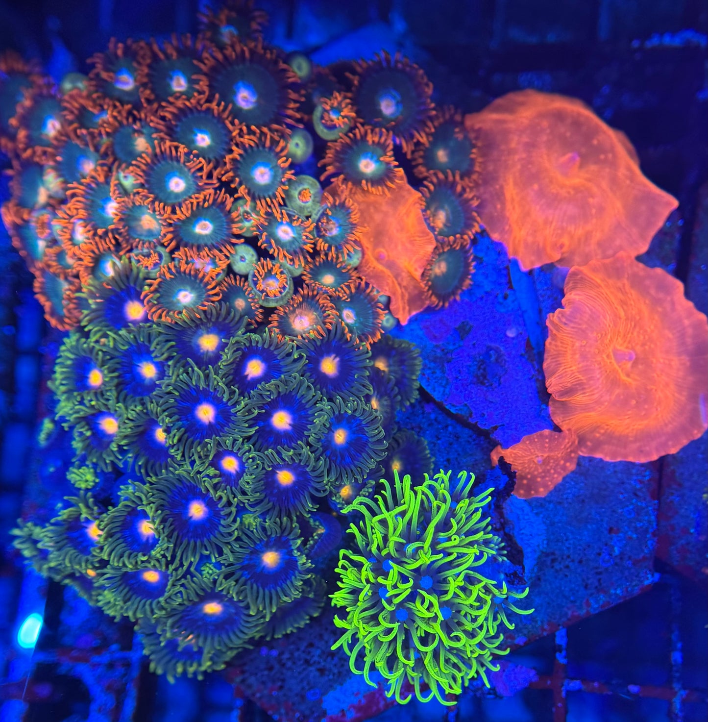 HD Aquacultured Mini Reef Tile - WYSIWYG