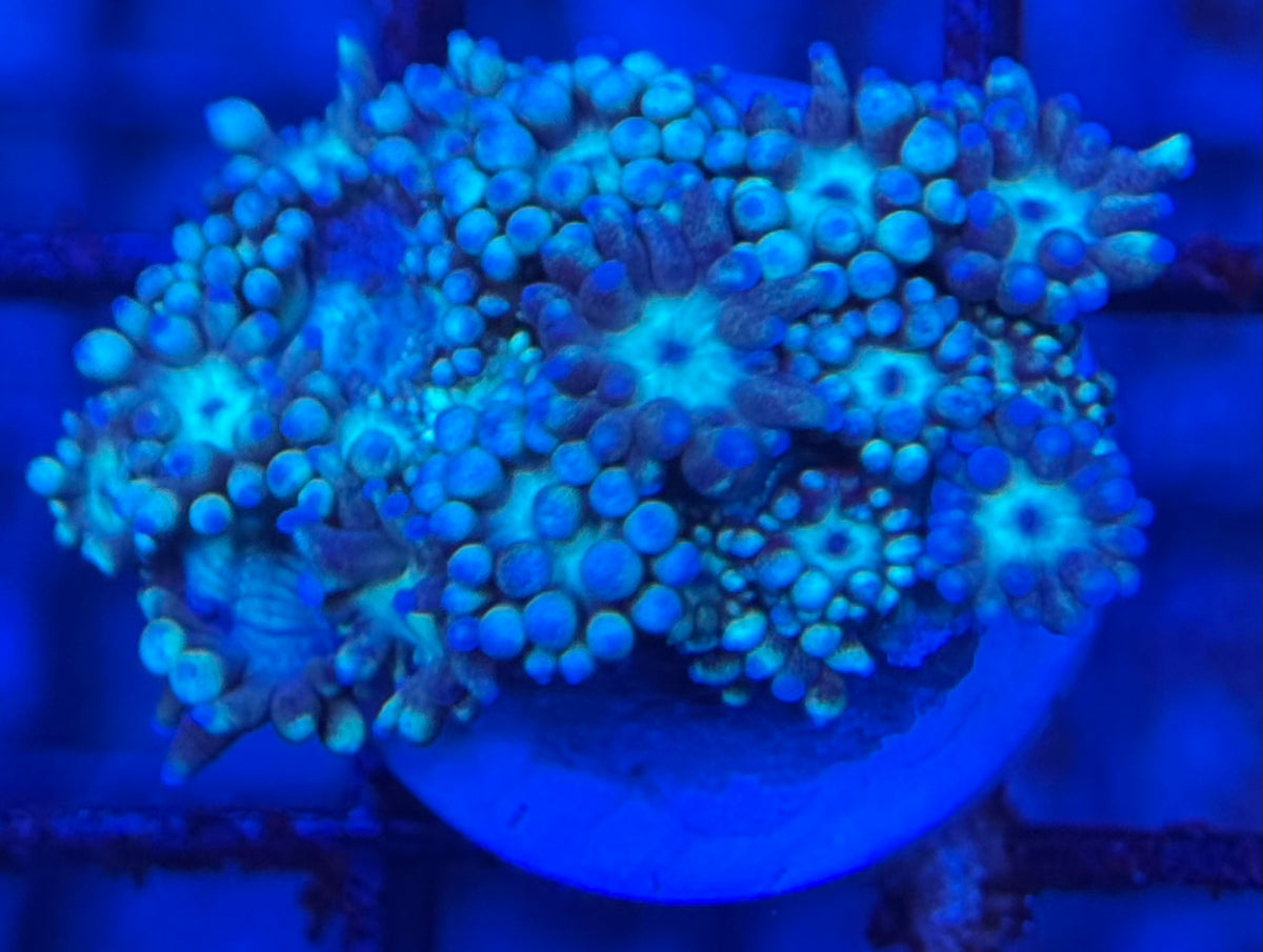 HD (TCK) Teal Goni