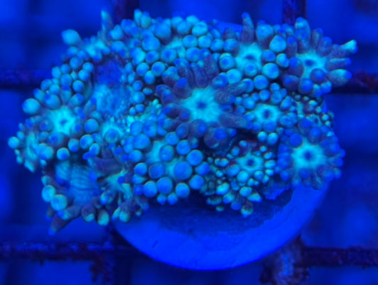 HD (TCK) Teal Goni