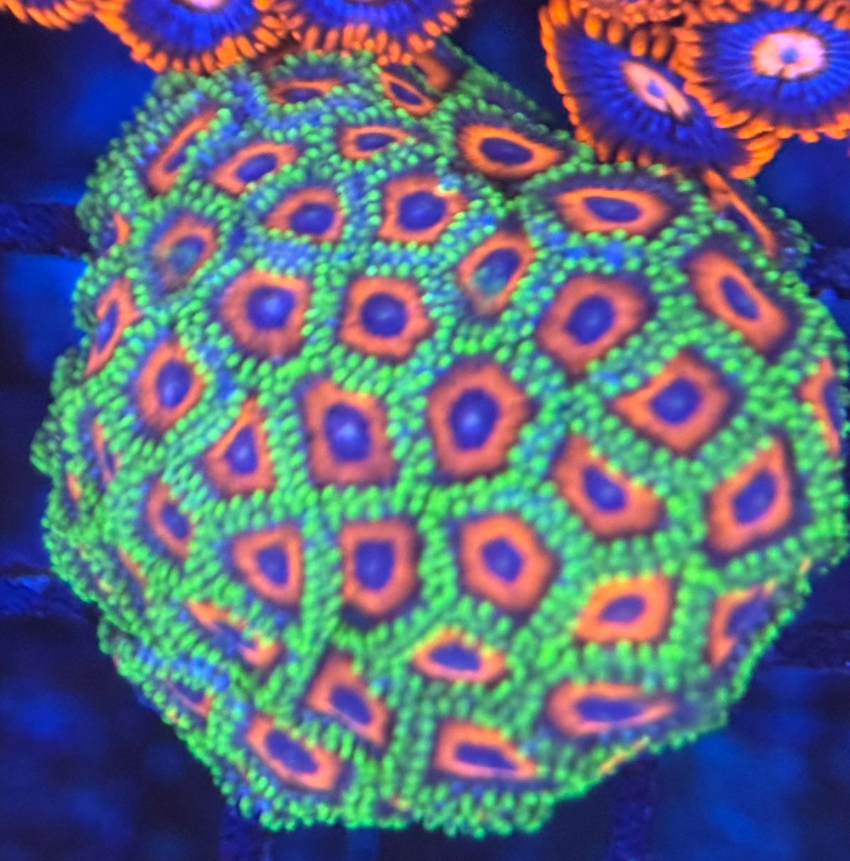 HD (ECC) Orange Sherberts Zoas - 40+ Polyps