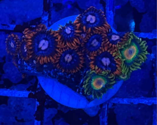 WYSIWYG - HD Fire and Ice + Rastas Zoas - 13+ Polyps