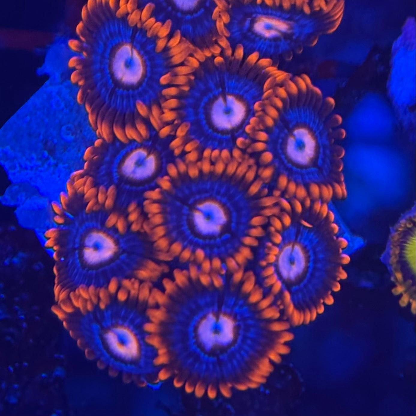HD (ECC) Fire and Ice Zoas - 11+ Polyps! - WYSIWYG