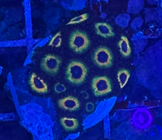 WYSIWYG - HD Bob Marley Zoas - 16+ Polyps