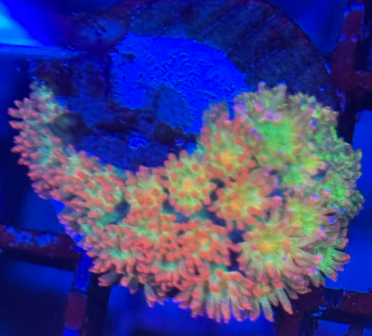 HD Mint Berry Crunch Bernardpora Goni - Frag - WYSIWYG