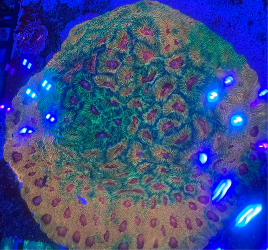 HD Fascination Favia - Cut To Order Frags
