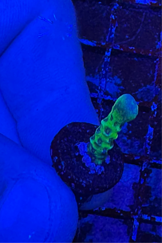 Cornbred’s Incredible Hulk Digi - Sm Size