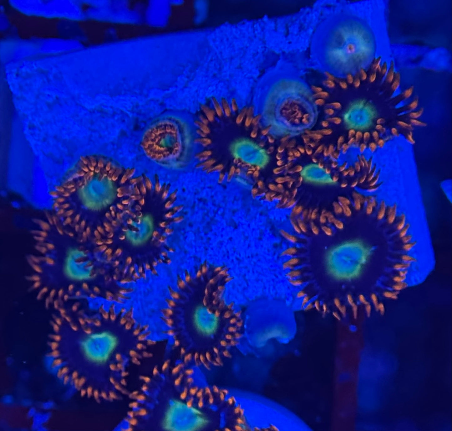 HD (TSA) Circus Freaks Zoas - 12+ Polyps! - WYSIWYG