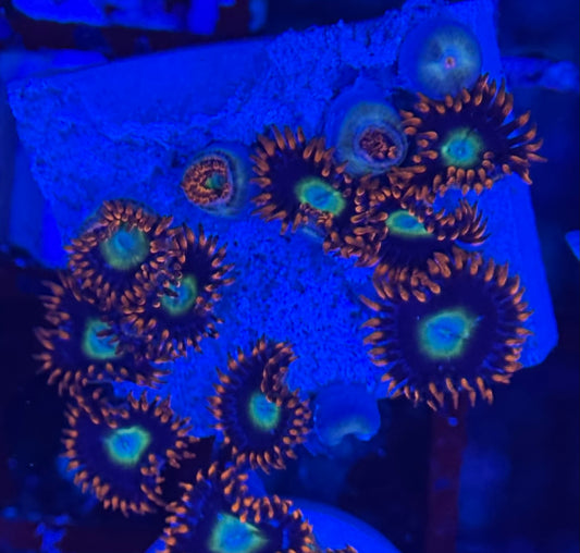 HD (TSA) Circus Freaks Zoas - 12+ Polyps! - WYSIWYG