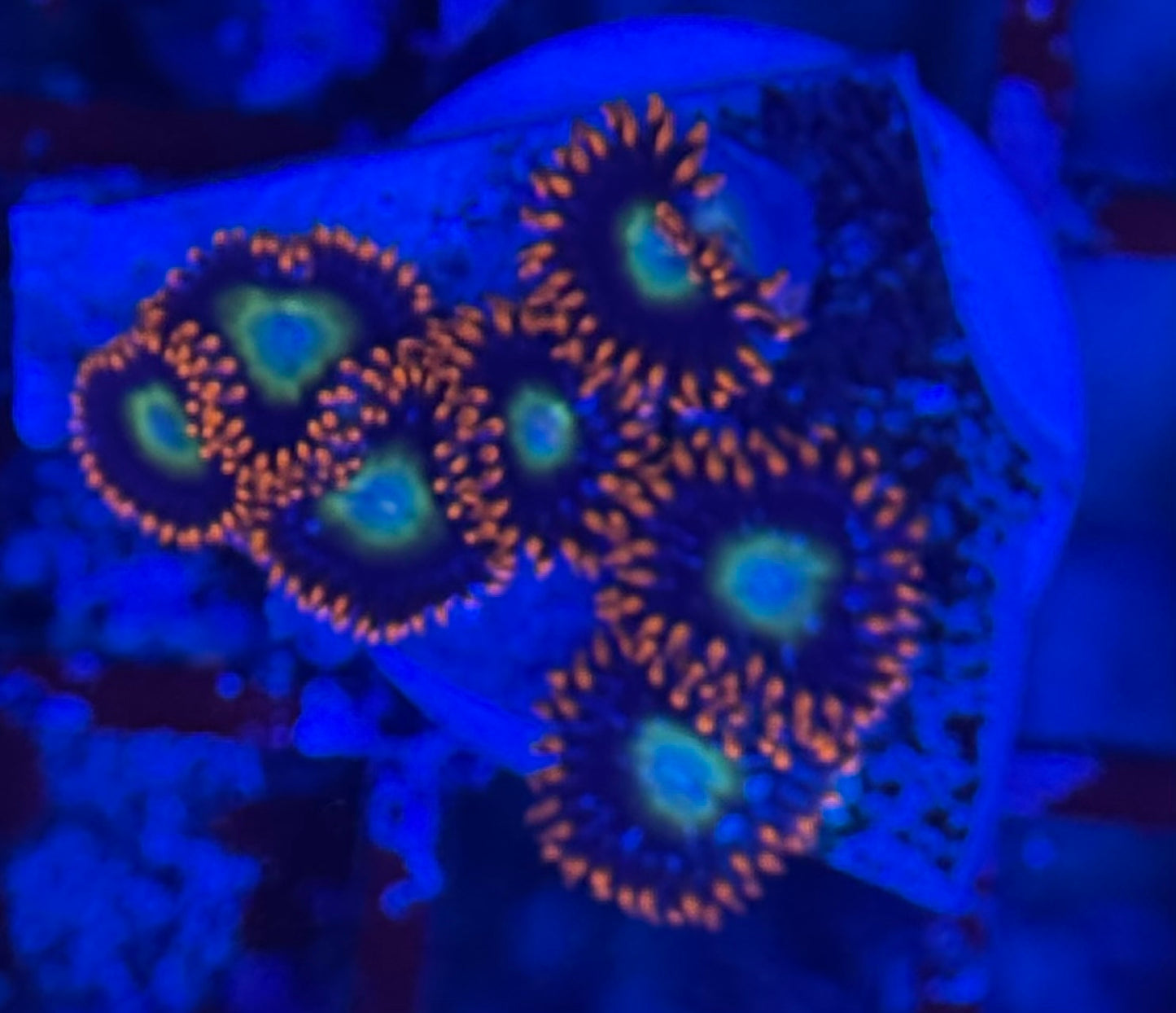 HD (TSA) Circus Freaks Zoas - 7+ Polyps! - WYSIWYG