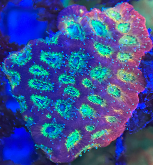 HD (ACI) Gummy Bears Favites - Xl Frag - WYSIWYG
