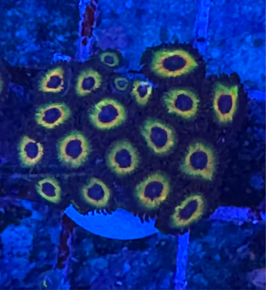 WYSIWYG - HD Bob Marley Zoas - 19+ Polyps