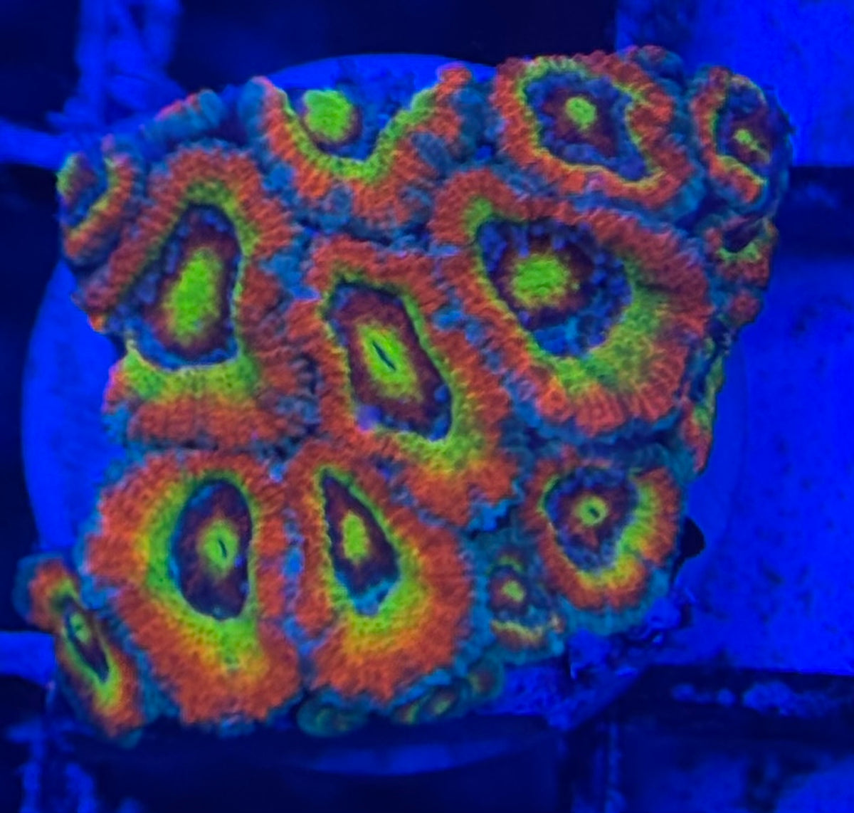 HD (CK) Holy Grail Micromussa