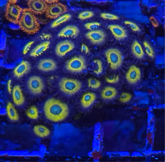 WYSIWYG - HD (ACI) Zombie Banana Zoas - 36+ Polyps