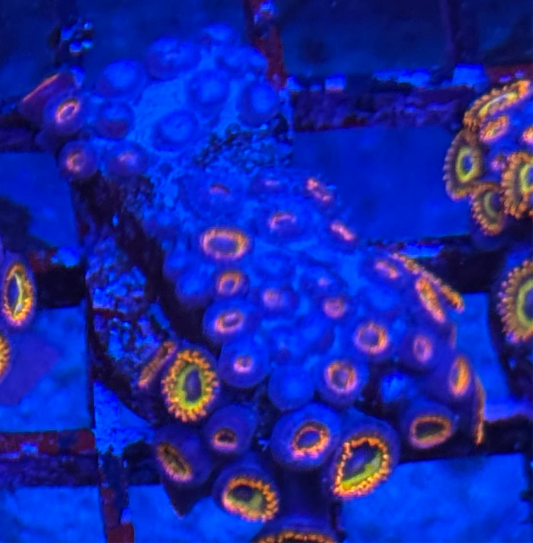 WYSIWYG - HD (ACI) Fruit Loops Zoas - 30+ Polyp