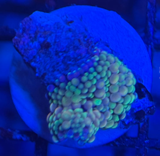 HD Purple Urkle Yuma Mushroom
