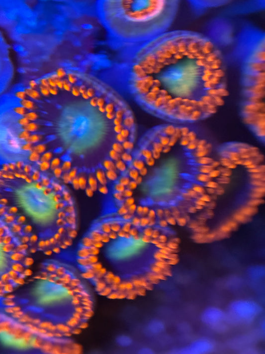 HD (TSA) Circus Freaks Zoas - Cut To Order Frags