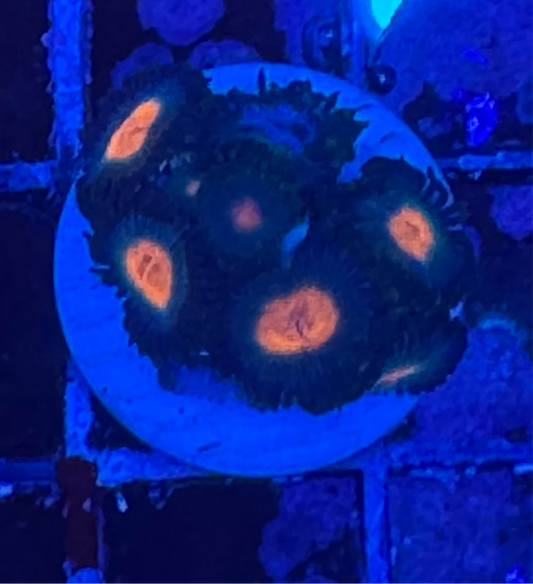 WYSIWYG - HD Mixed Zoas - 8+ Polyps