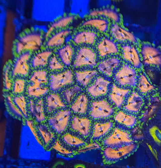HD (ACI) Nirvana Zoas - 40+ Polyps