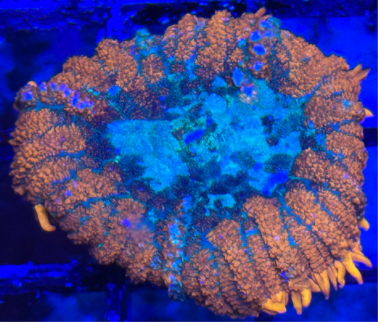 WYSIWYG - HD Blue Balls Bounce Mushroom