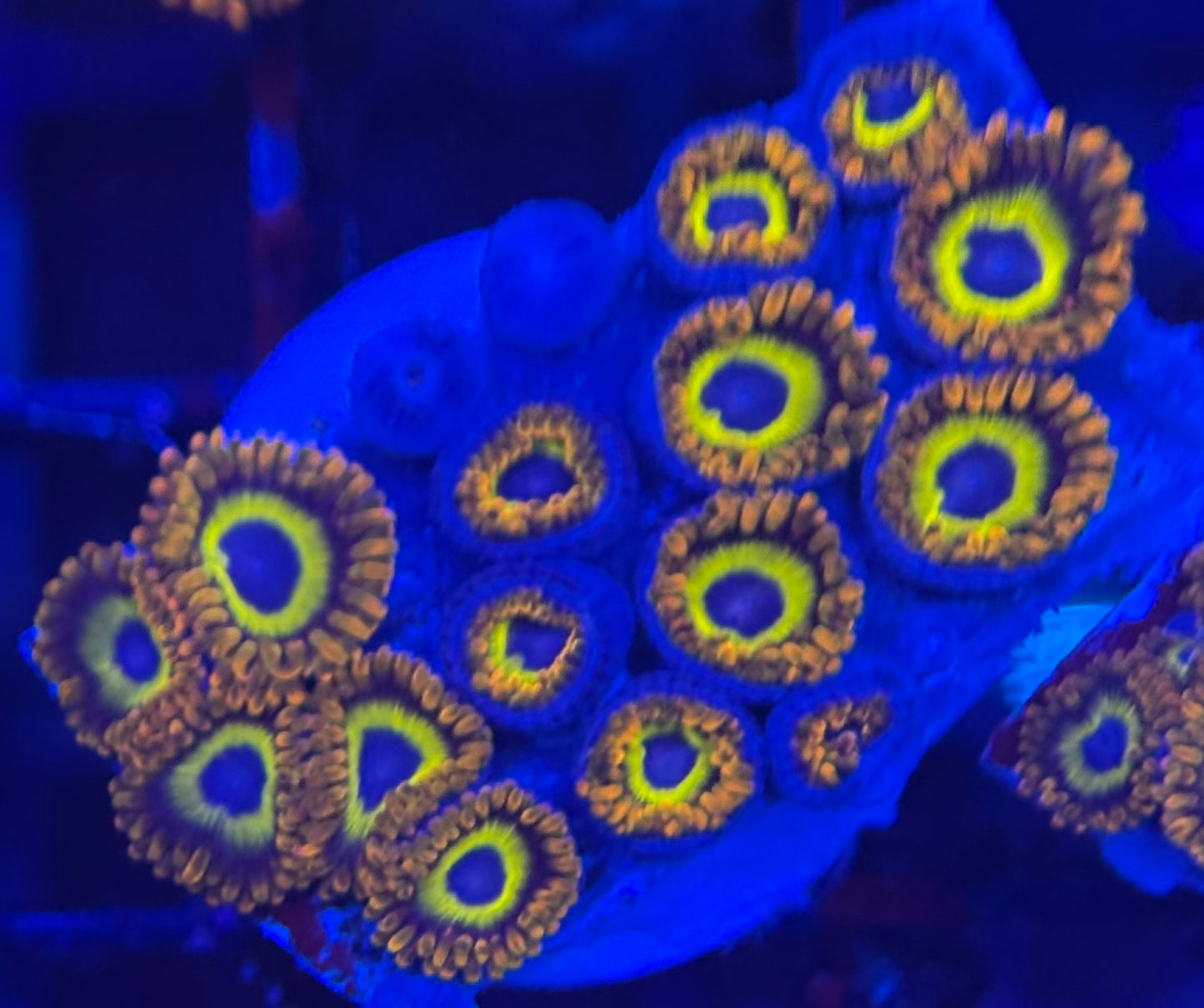 HD (ACI) Fruit Loops Zoas - 17+ Polyps! - WYSIWYG