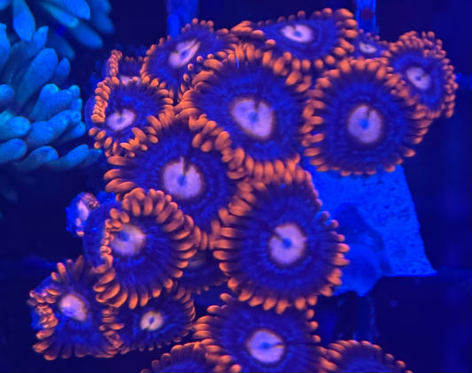 HD (ECC) Fire and Ice Zoas- 14+ Polyps! - WYSIWYG