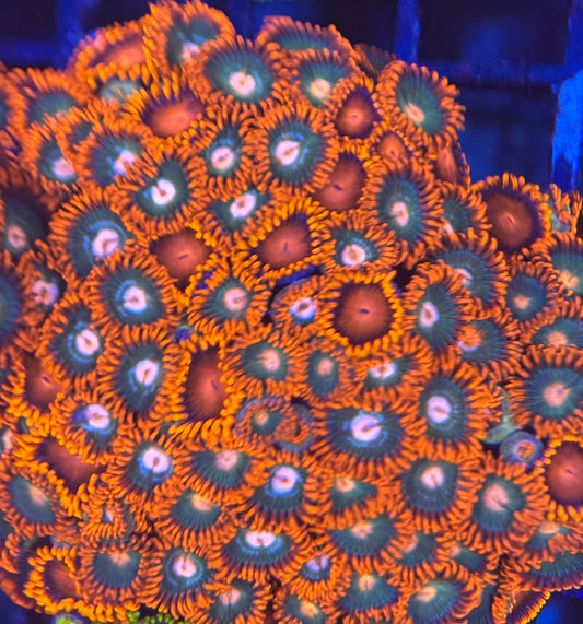 HD (ECC) Bam Bams + Gatorade Zoas - 72+ Polyps