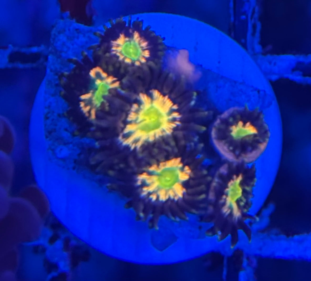 HD (ECC) Solar Flare Zoas - 7+ Polyps! - WYSIWYG