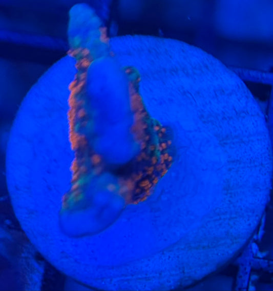 HD (ACI) Bubblegum Digi