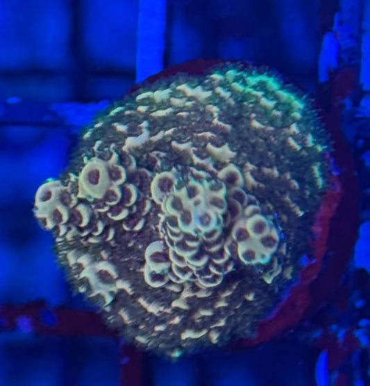 HD No Name Cultured Acro - WYSIWYG