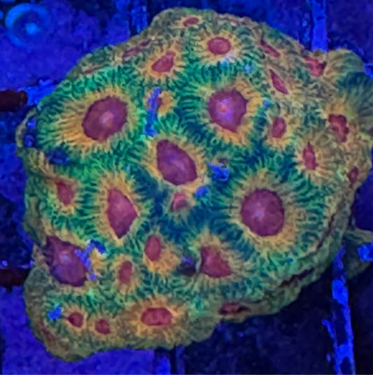 WYSIWYG - HD Fascination Favia - L Size