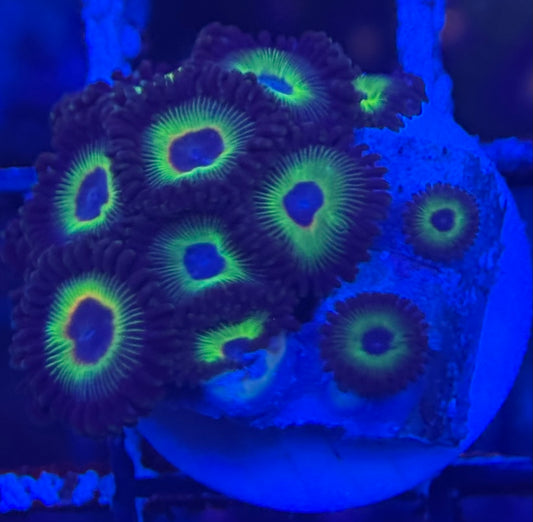 HD (ECC) Bob Marley Zoas - 11+ Polyps! - WYSIWYG