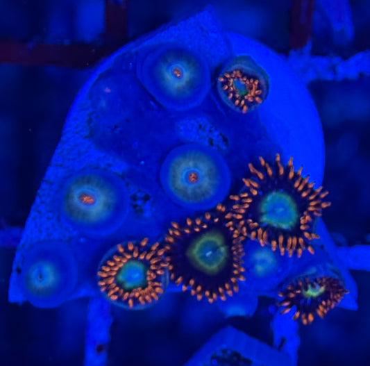 HD (TSA) Circus Freaks Zoas - 12+ Polyps! - WYSIWYG