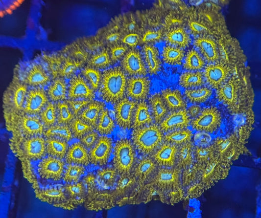 HD (ECC) Pikachus Zoas - 50+ Polyps