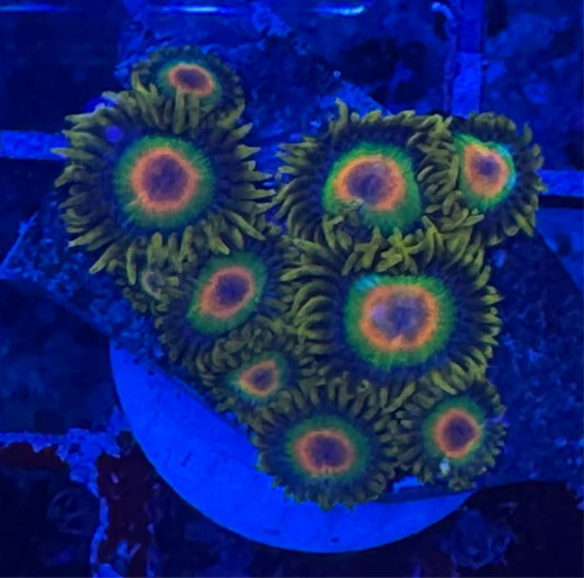 WYSIWYG - HD Rasta Zoas - 9+ Polyps