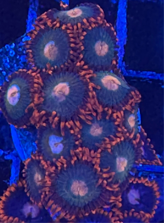 WYSIWYG - HD Gatorade Zoas - 12+ Polyps